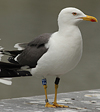 juvenile LBBG in October, ringed in Norway. (131273 bytes)